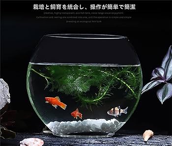 アクアリウム鑑賞　ガラス容器10個セット アクアリウム鑑賞 ガラス容器10個セット